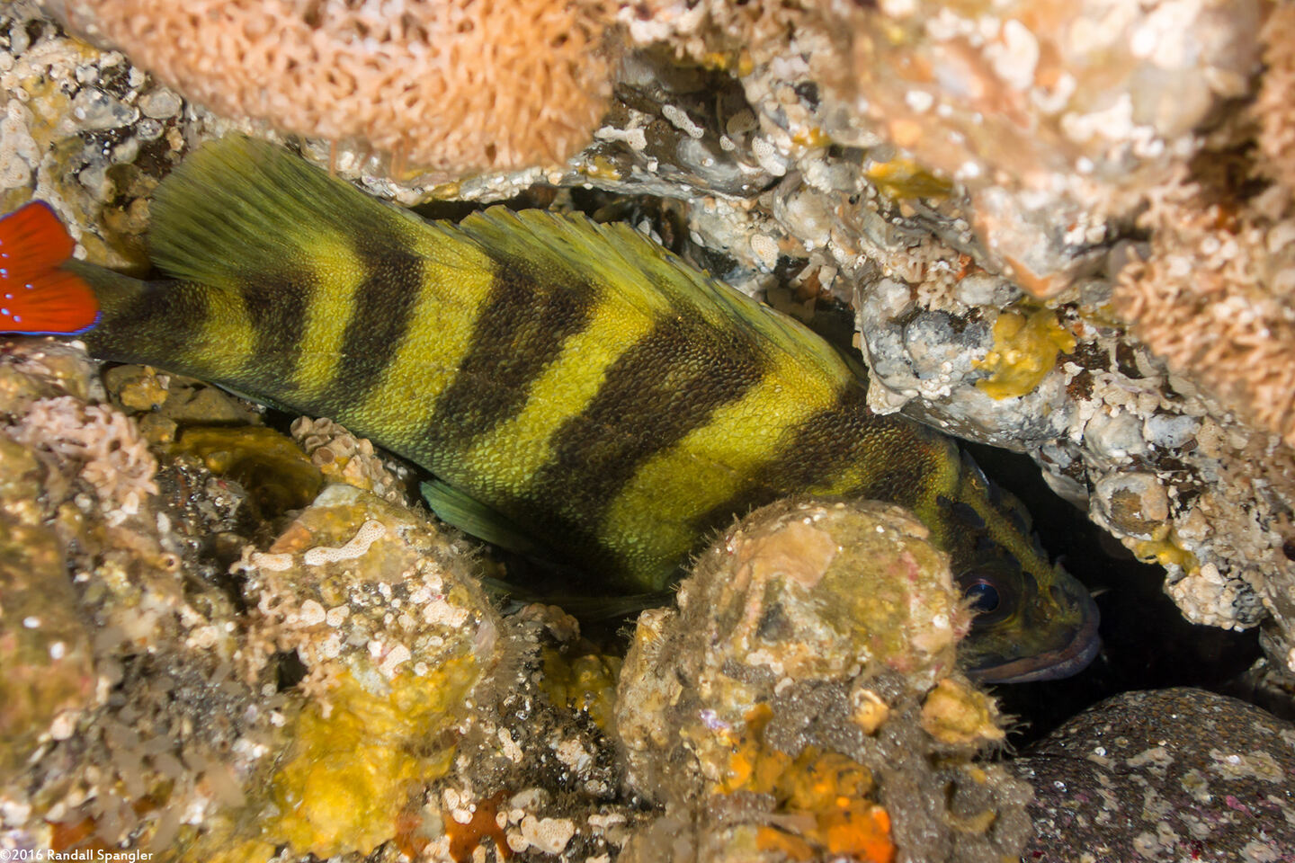 Sebastes serriceps (Treefish)
