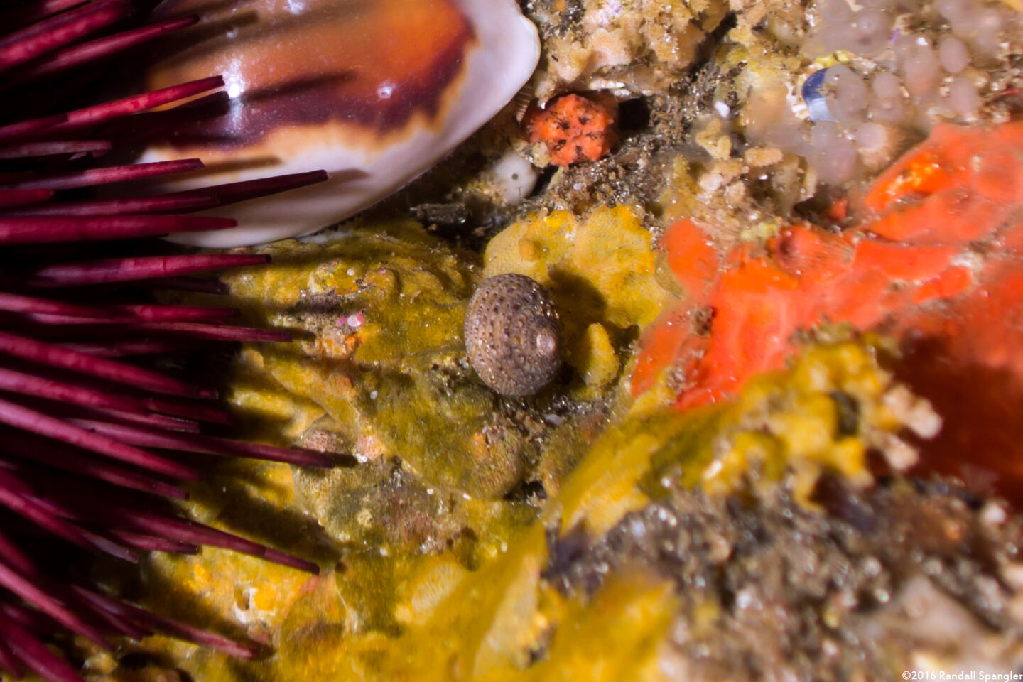 Tegula eiseni (Banded Turban Snail)
