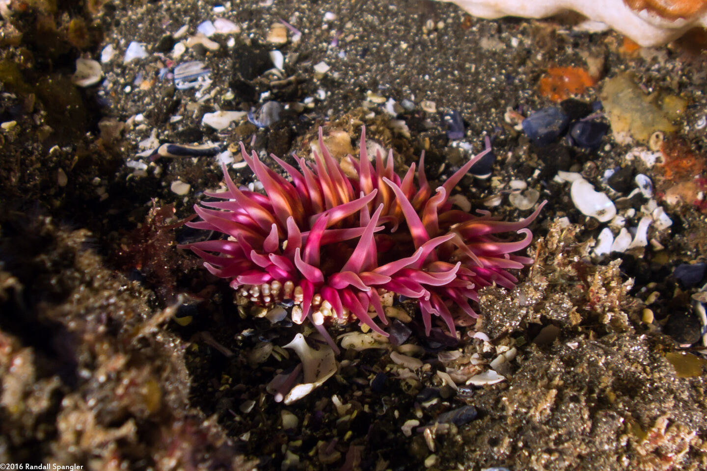 Urticina mcpeaki (McPeak's Urticina)