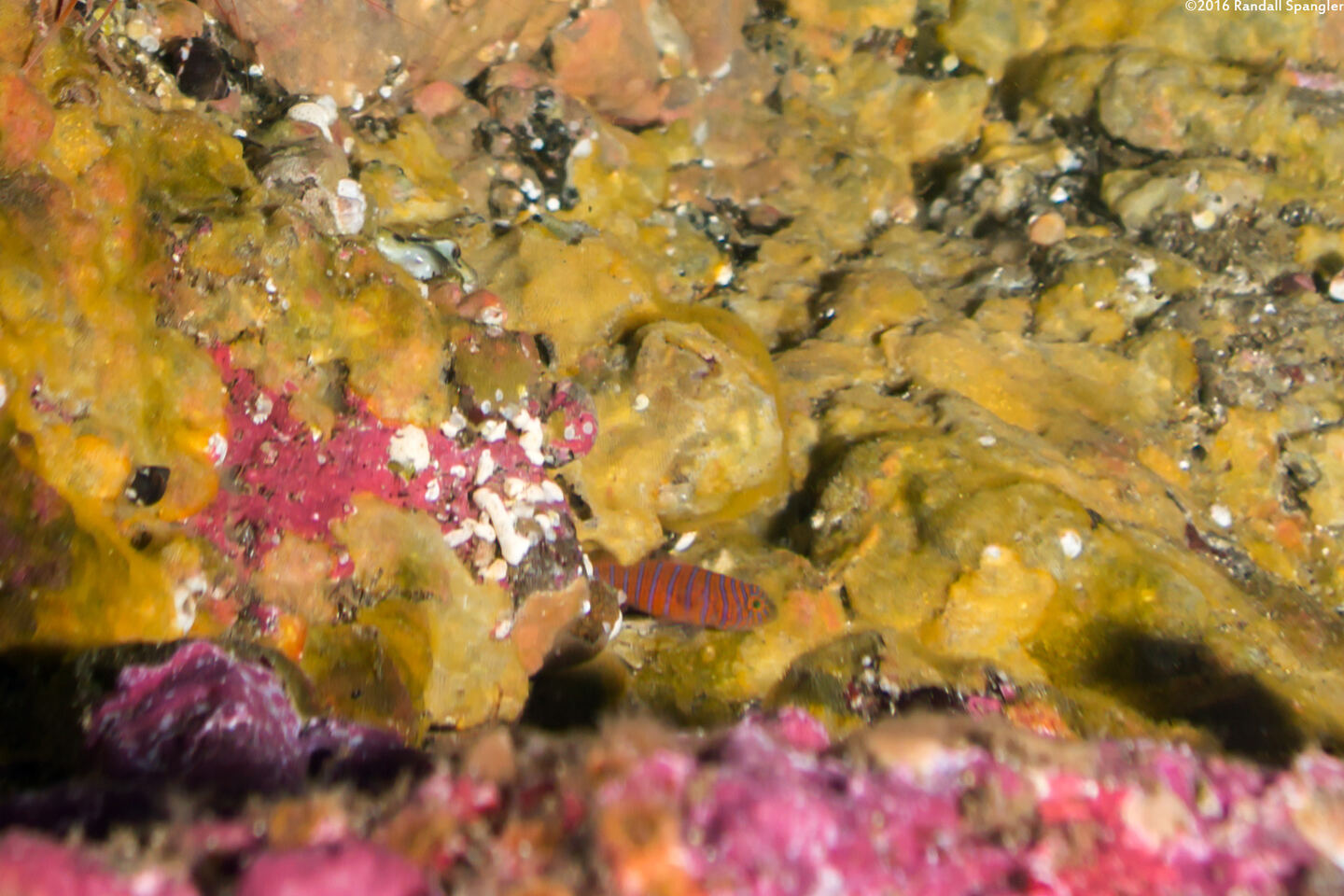 Lythrypnus zebra (Zebra Goby)