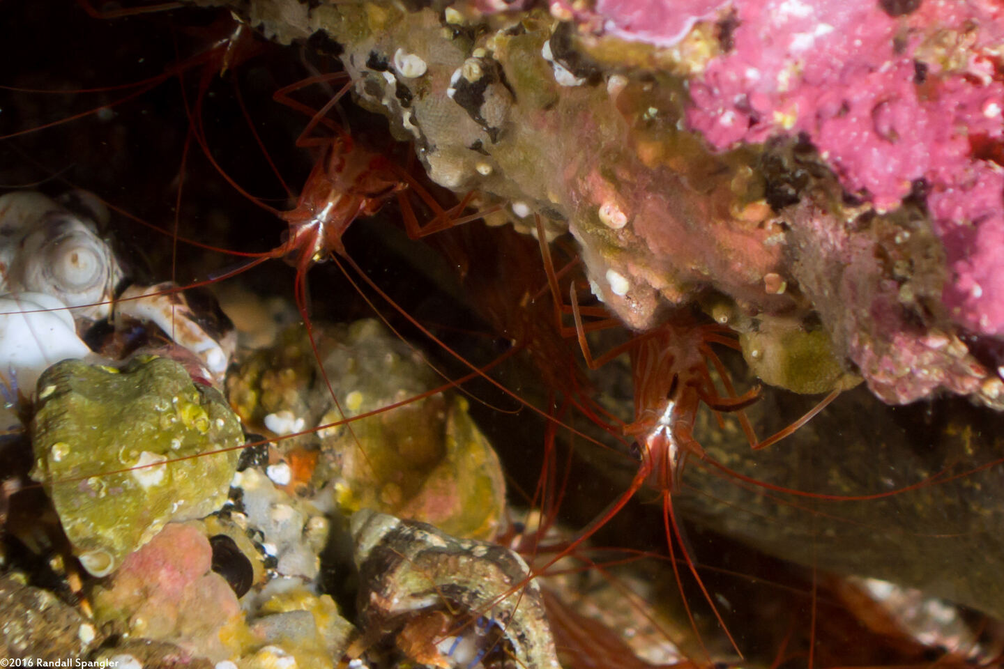 Lysmata californica (Red Rock Shrimp)