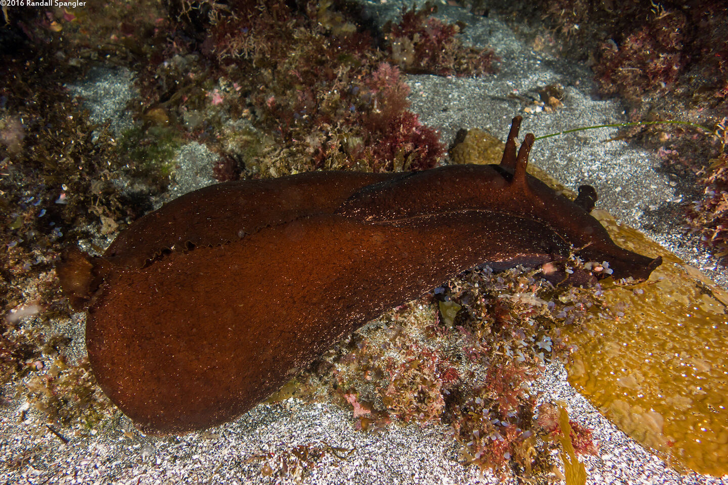 Aplysia vaccaria (Black Sea Hare)