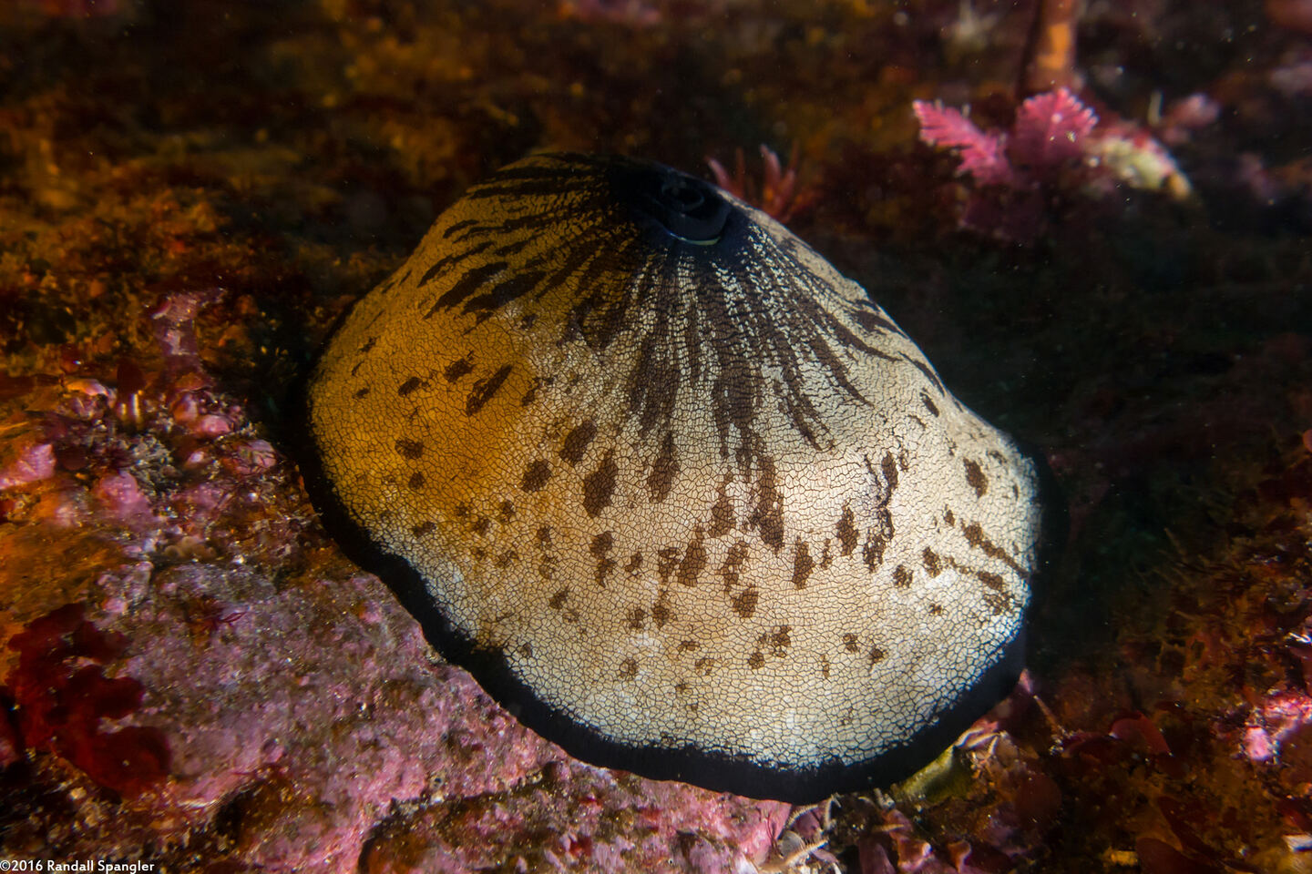 Megathura crenulata (Giant Keyhole Limpet)