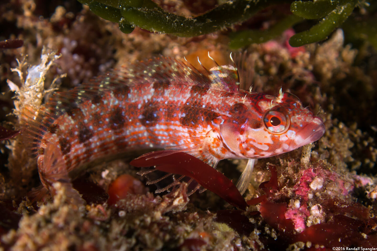 Alloclinus holderi (Island Kelpfish)