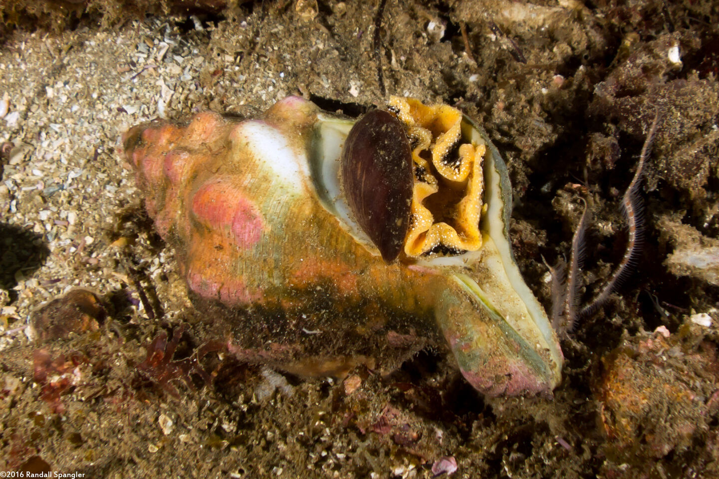 Kelletia kelletii (Kellet's Whelk); Underside
