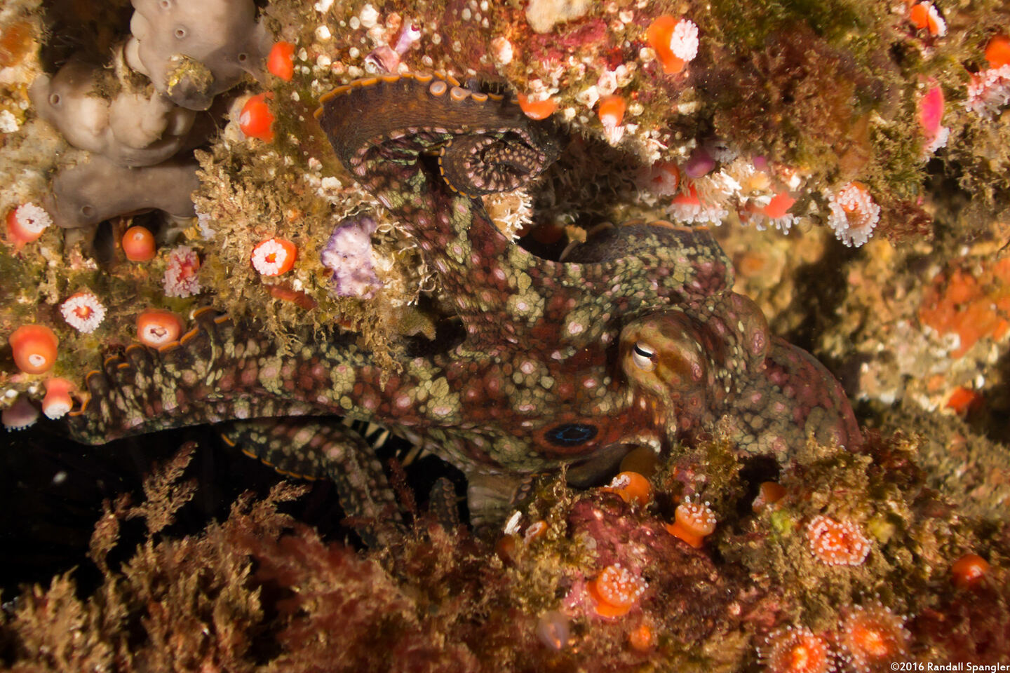 Octopus bimaculatus (Two-Spot Octopus)
