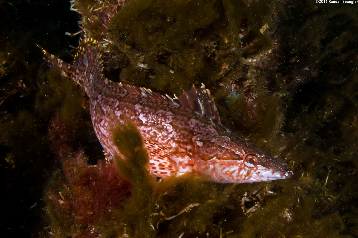 Heterostichus rostratus (Giant Kelpfish)