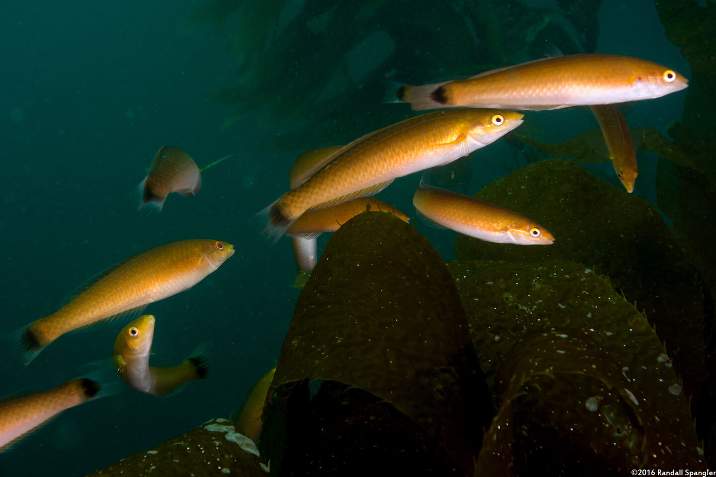 Oxyjulis californica (Señorita)