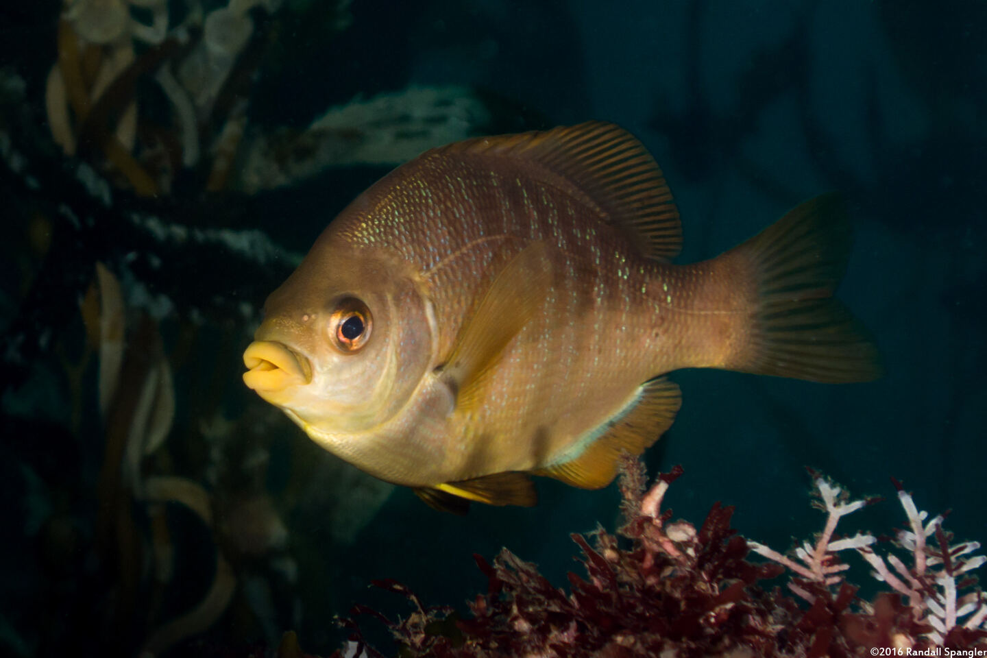 Embiotoca jacksoni (Black Perch)