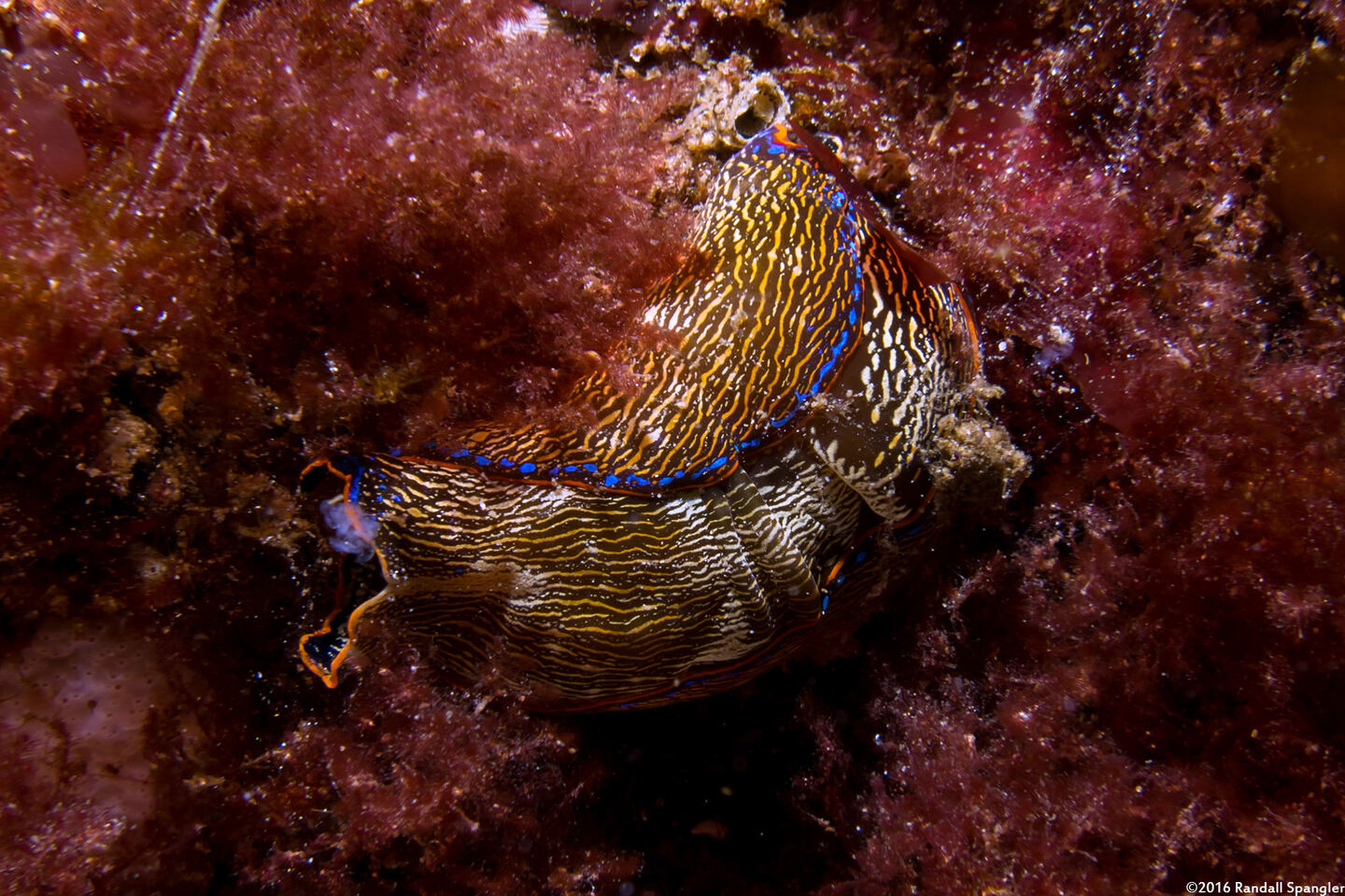 Navanax inermis (Navanax)