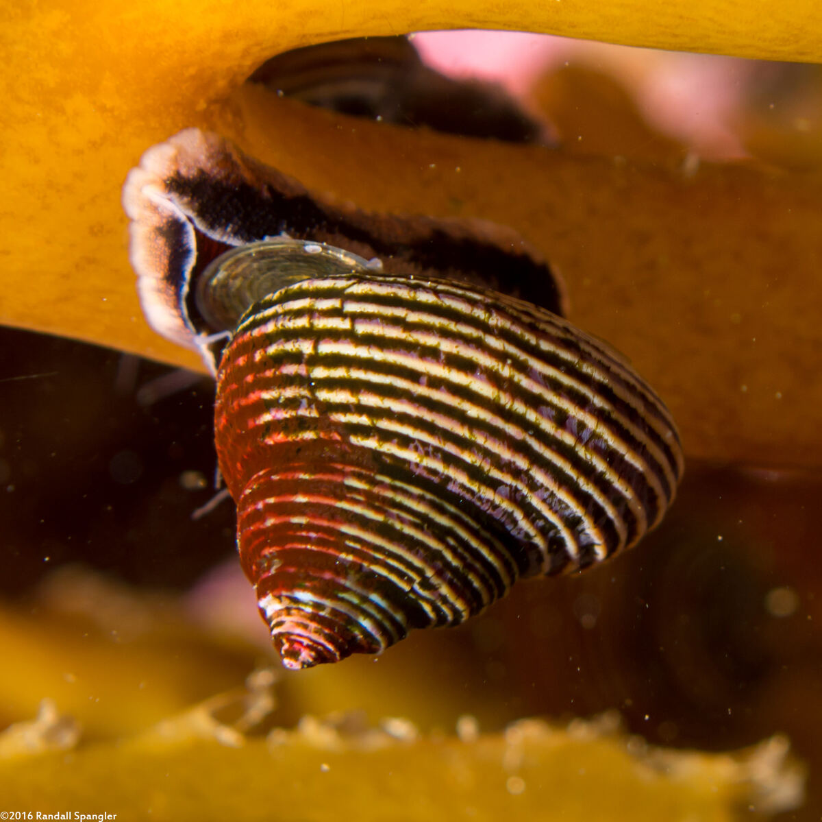Calliostoma ligatum (Blue Top Snail)