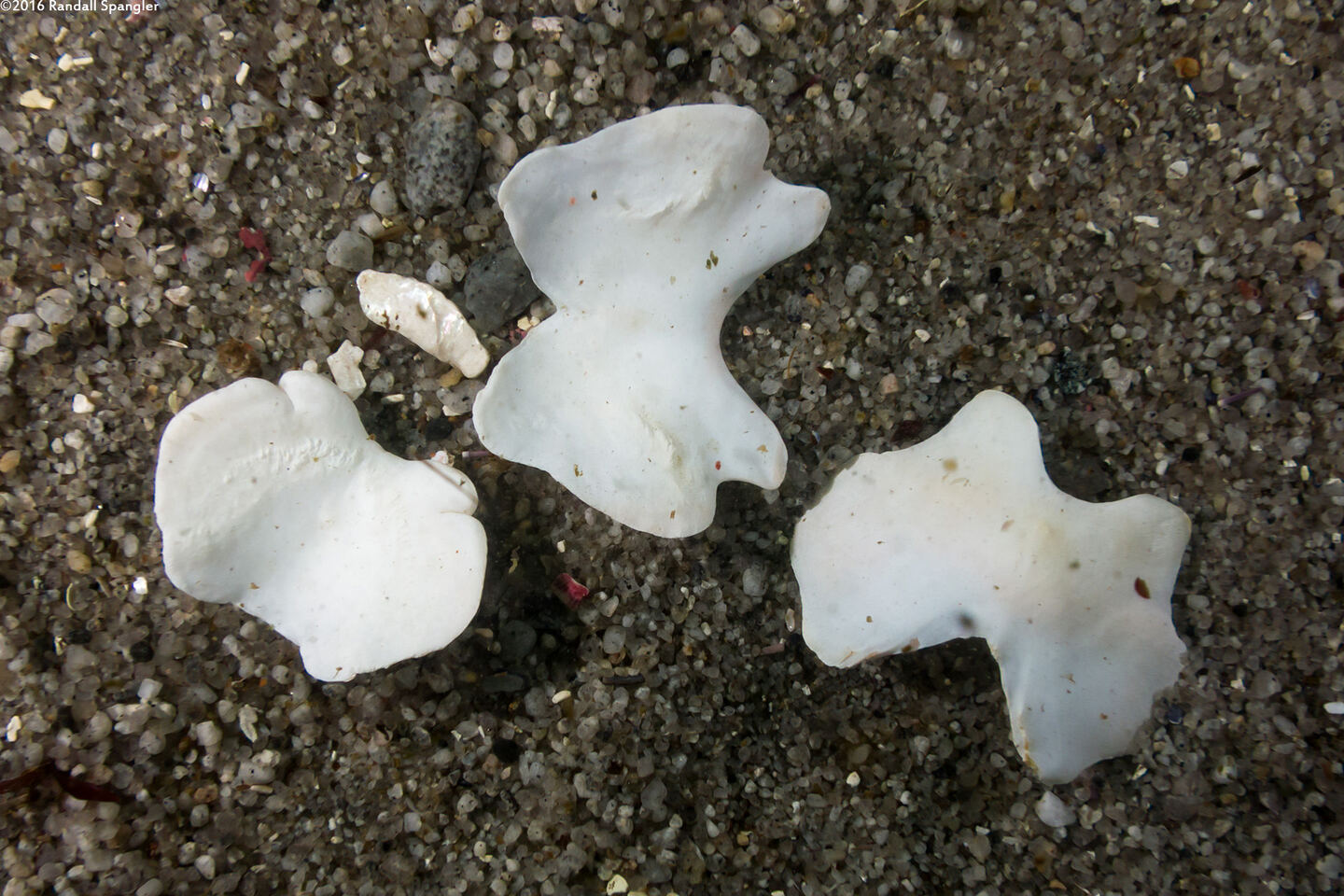 Cryptochiton stelleri (Gumboot Chiton); Plates from a dead chiton