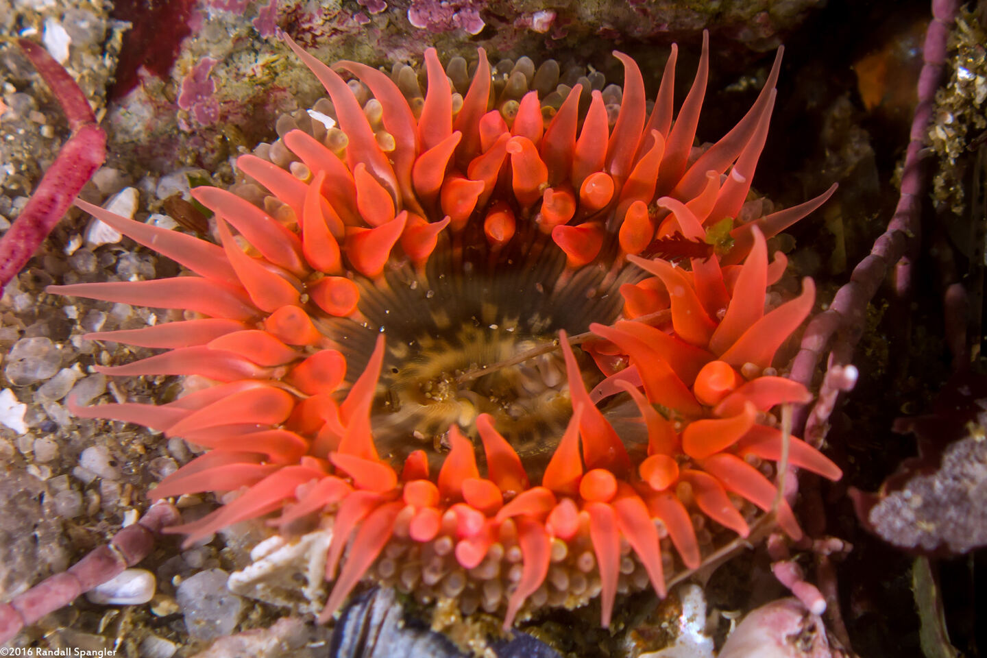 Anthopleura artemisia (Moonglow Anemone)