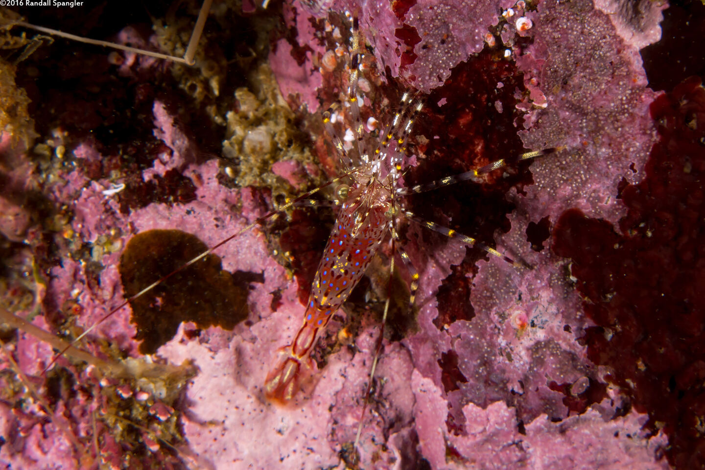 Pandalus danae (Dock Shrimp)