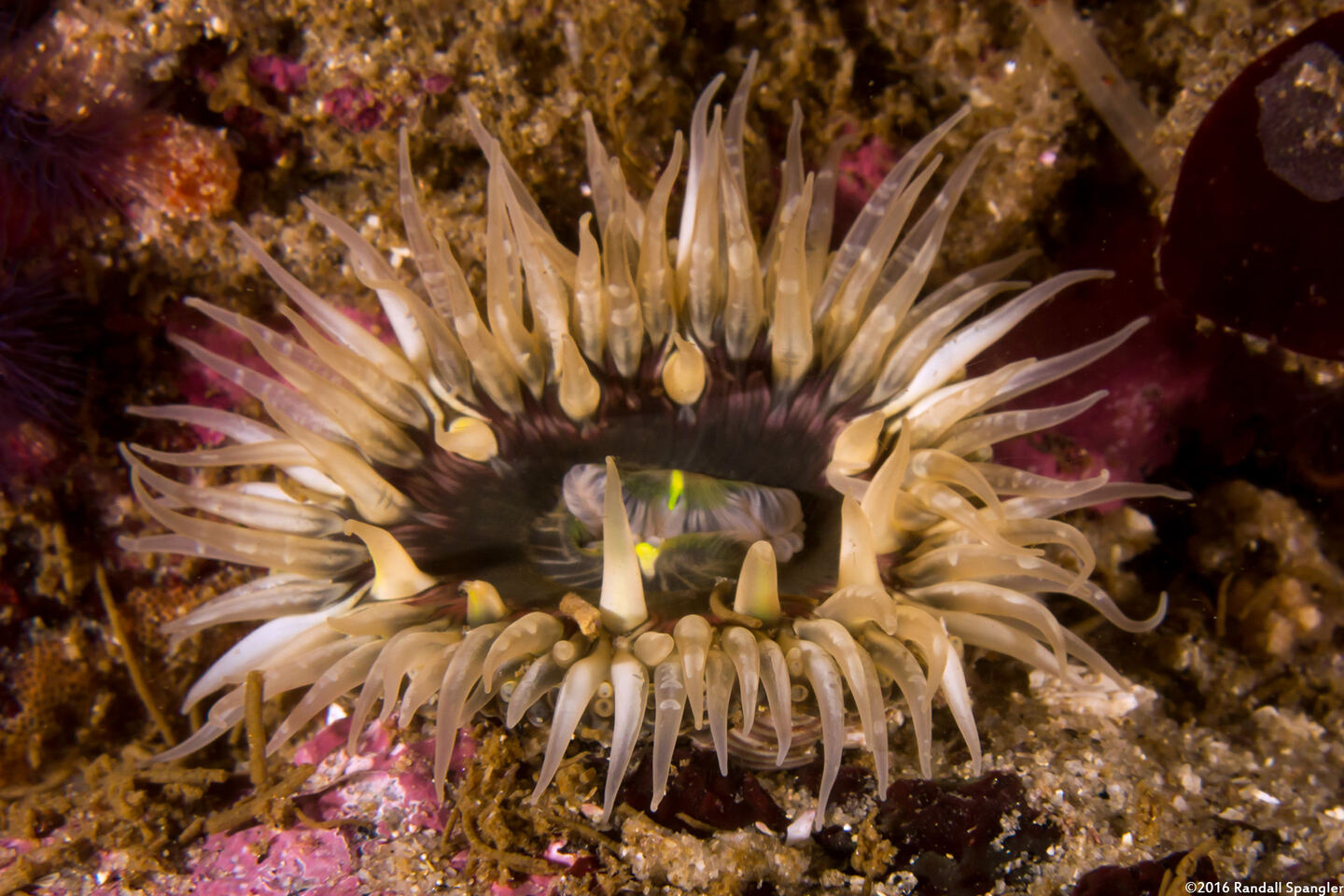 Anthopleura artemisia (Moonglow Anemone)