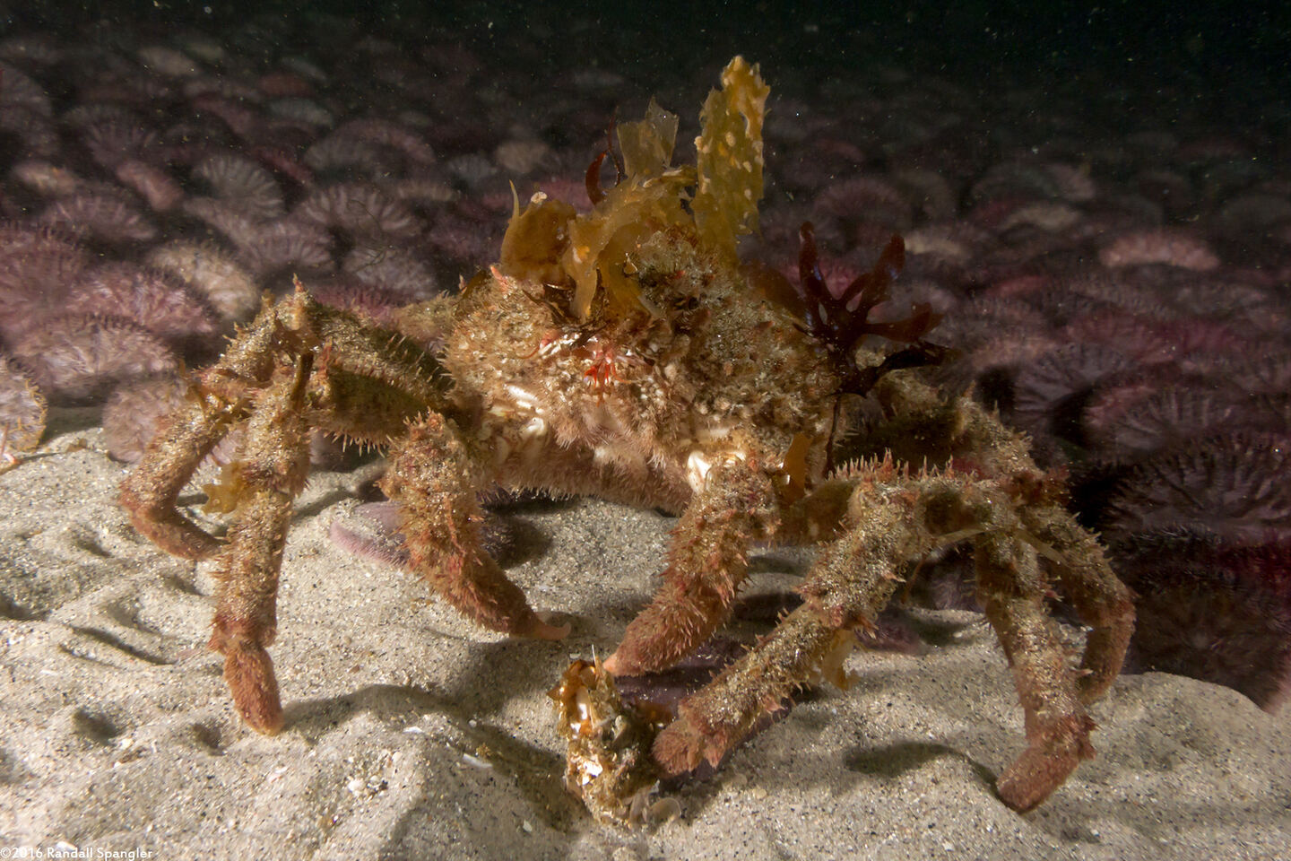 Loxorhynchus crispatus (Masking Crab)