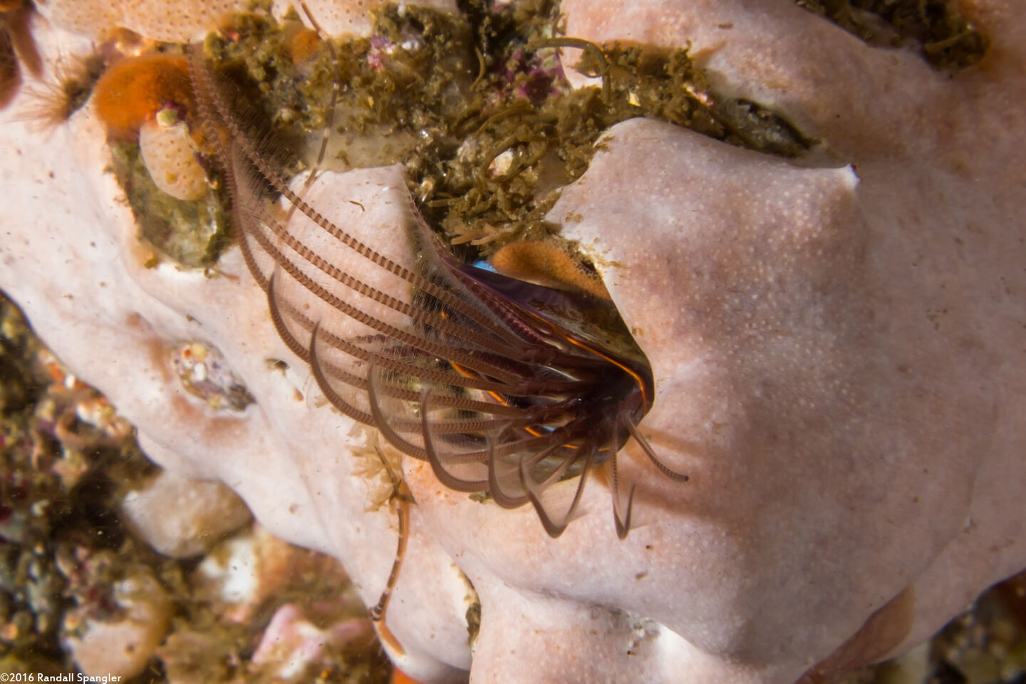 Balanus nubilus (Giant Acorn Barnacle)