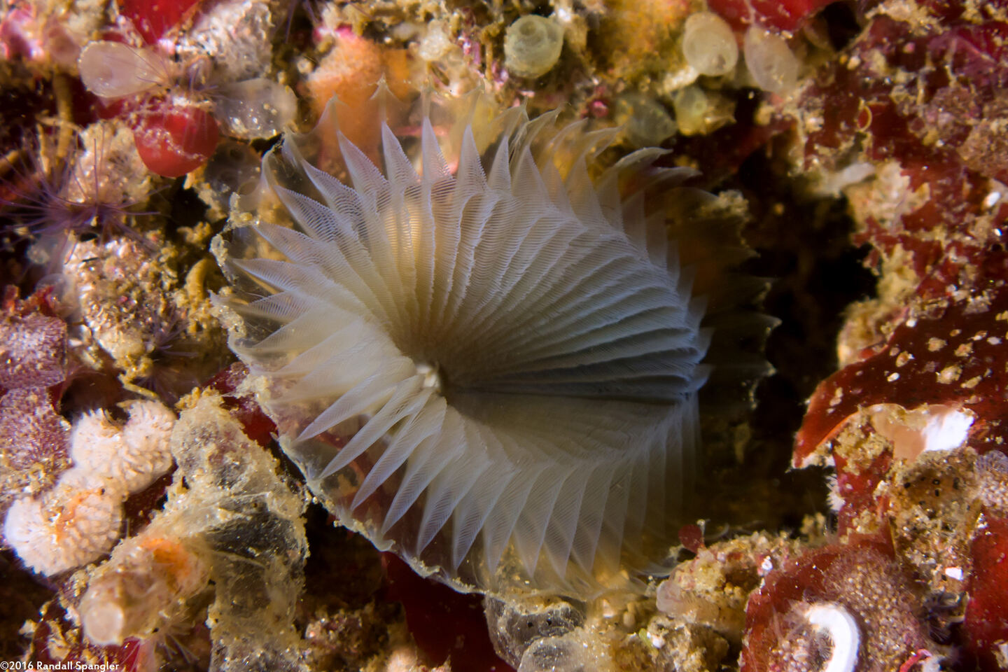 Myxicola sp.1 (Slime Fan Worm)