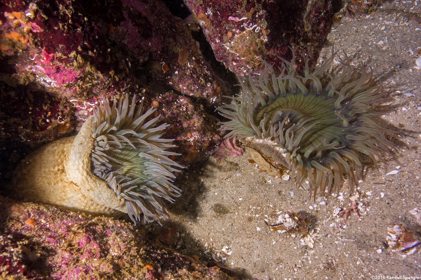 Anthopleura sola (Sunburst Anemone)