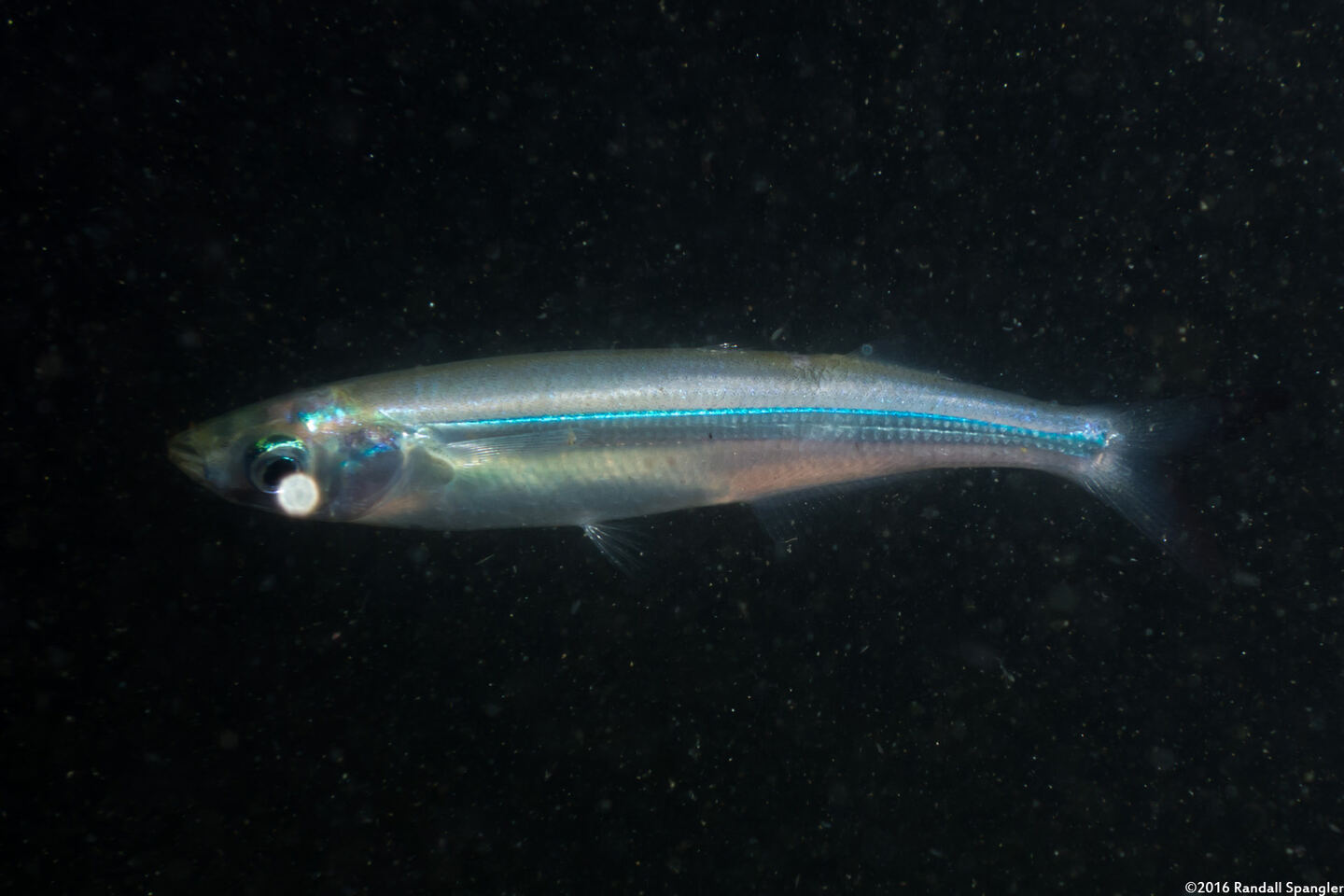 Atherinops affinis (Topsmelt)