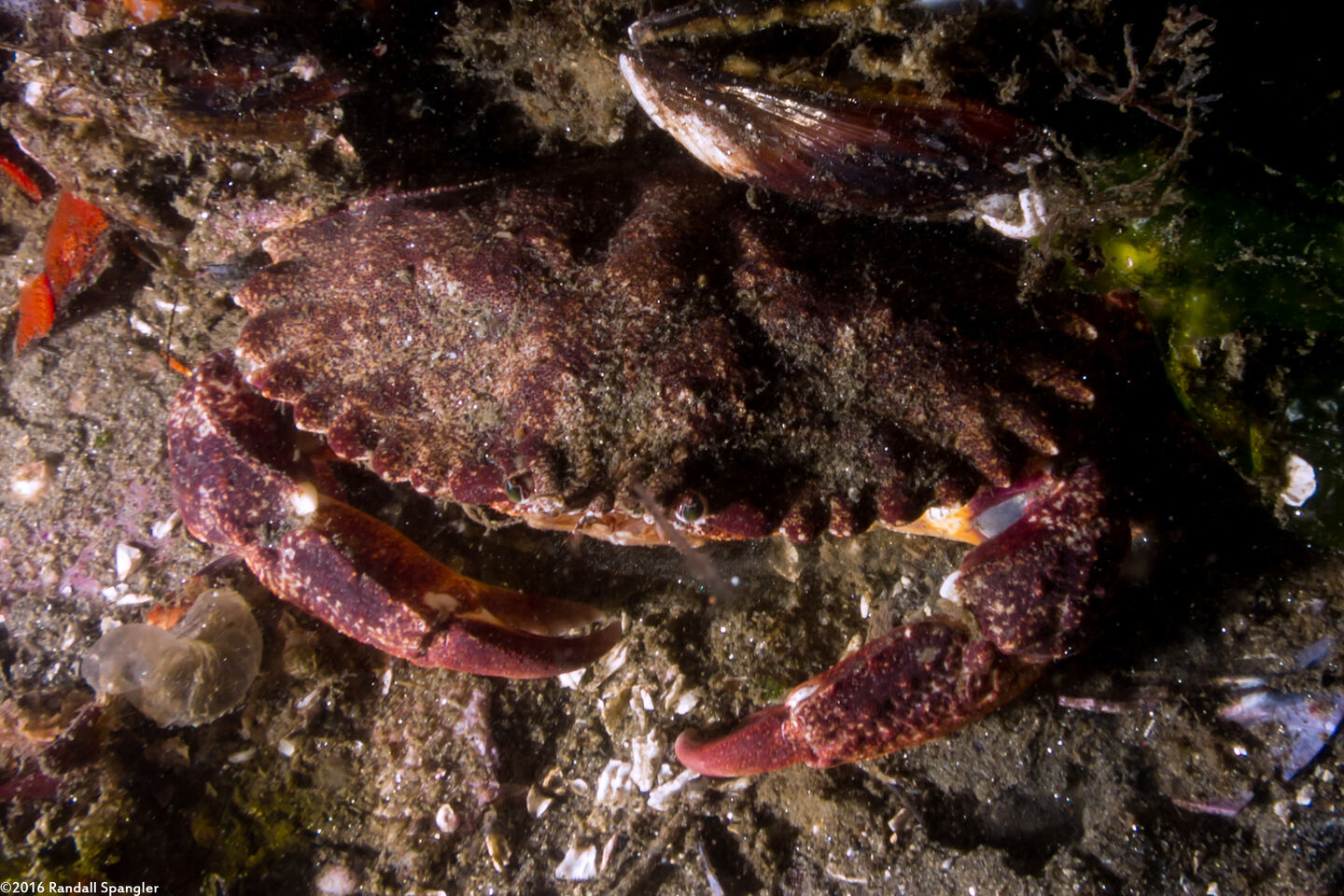 Cancer productus (Red Rock Crab)