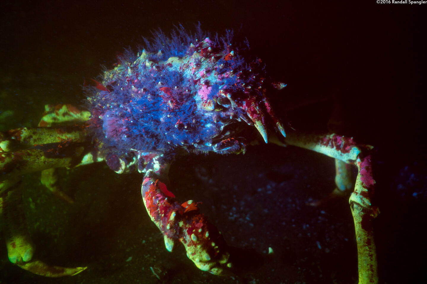 Loxorhynchus grandis (Sheep Crab)