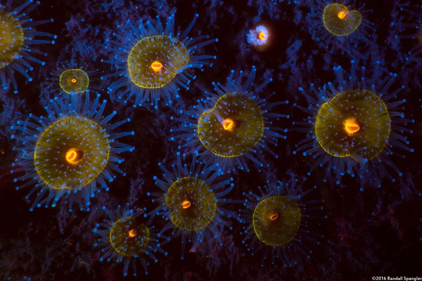 Corynactis californica (Club-Tipped Anemone)