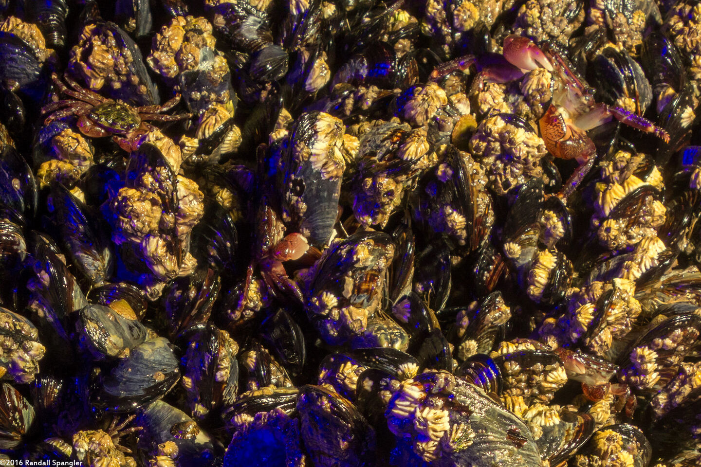 Pachygrapsus crassipes (Lined Shore Crab)