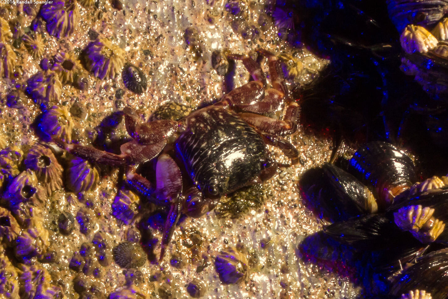 Pachygrapsus crassipes (Lined Shore Crab)