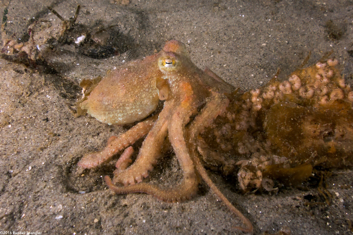 Octopus rubescens (Red Octopus)
