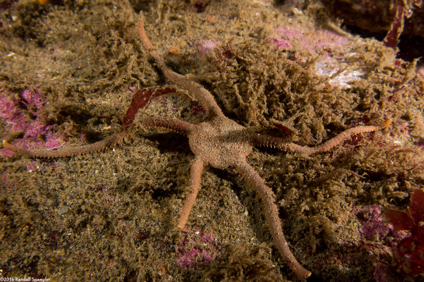 Ophioplocus esmarki (Smooth Brittle Star)
