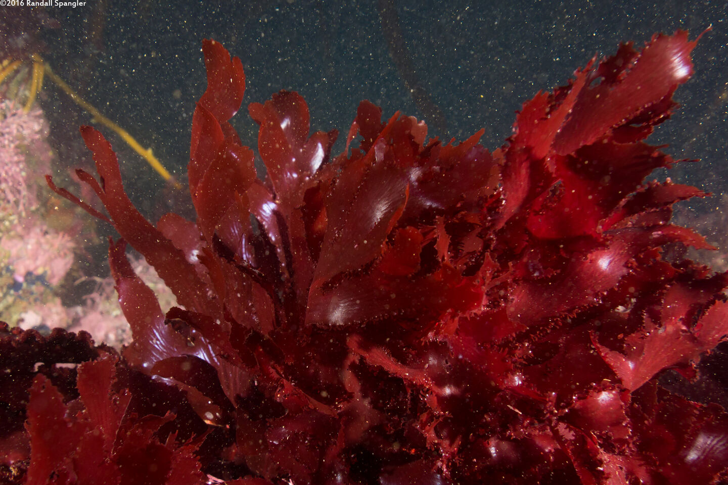 Cryptopleura ruprechtiana (Hidden Rib)