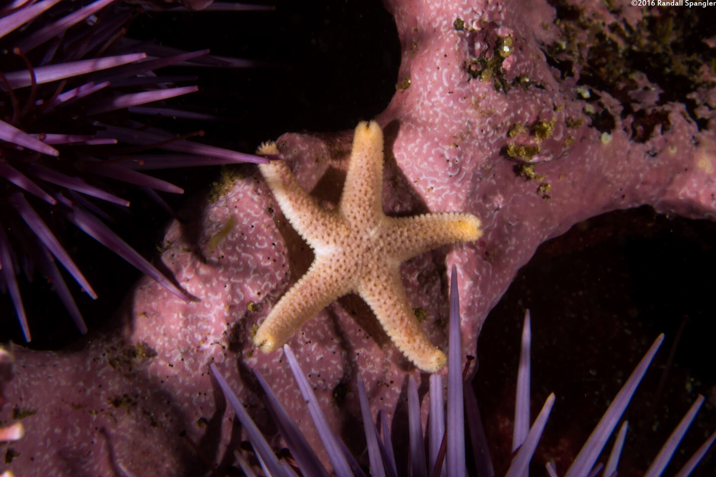 Henricia pumila (Dwarf Mottled Star)