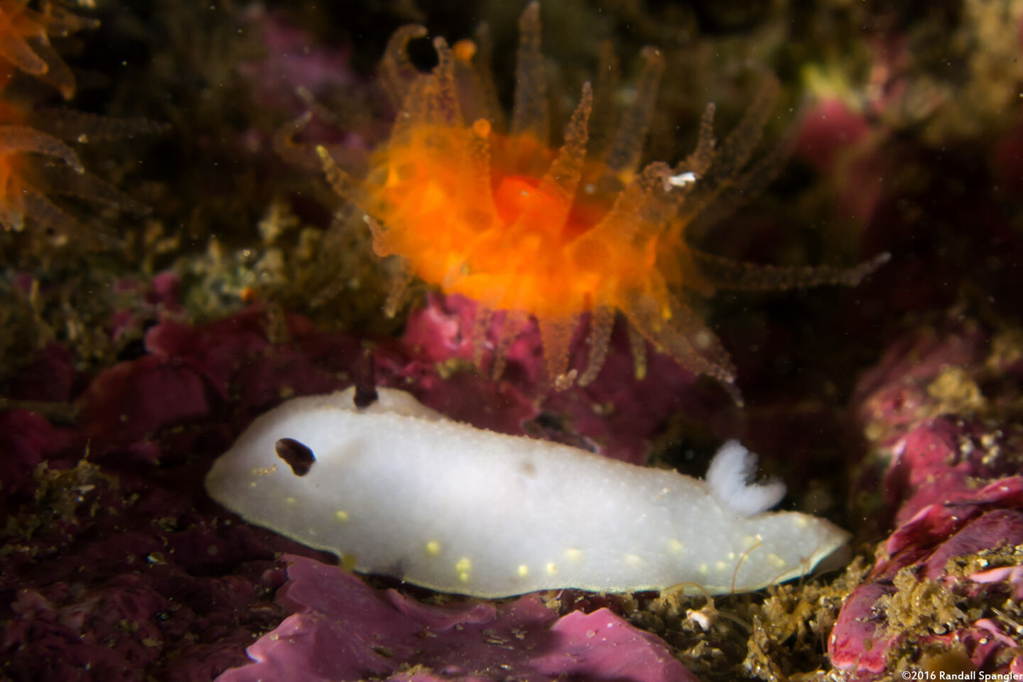 Cadlina flavomaculata (Yellow-Spot Cadlina)