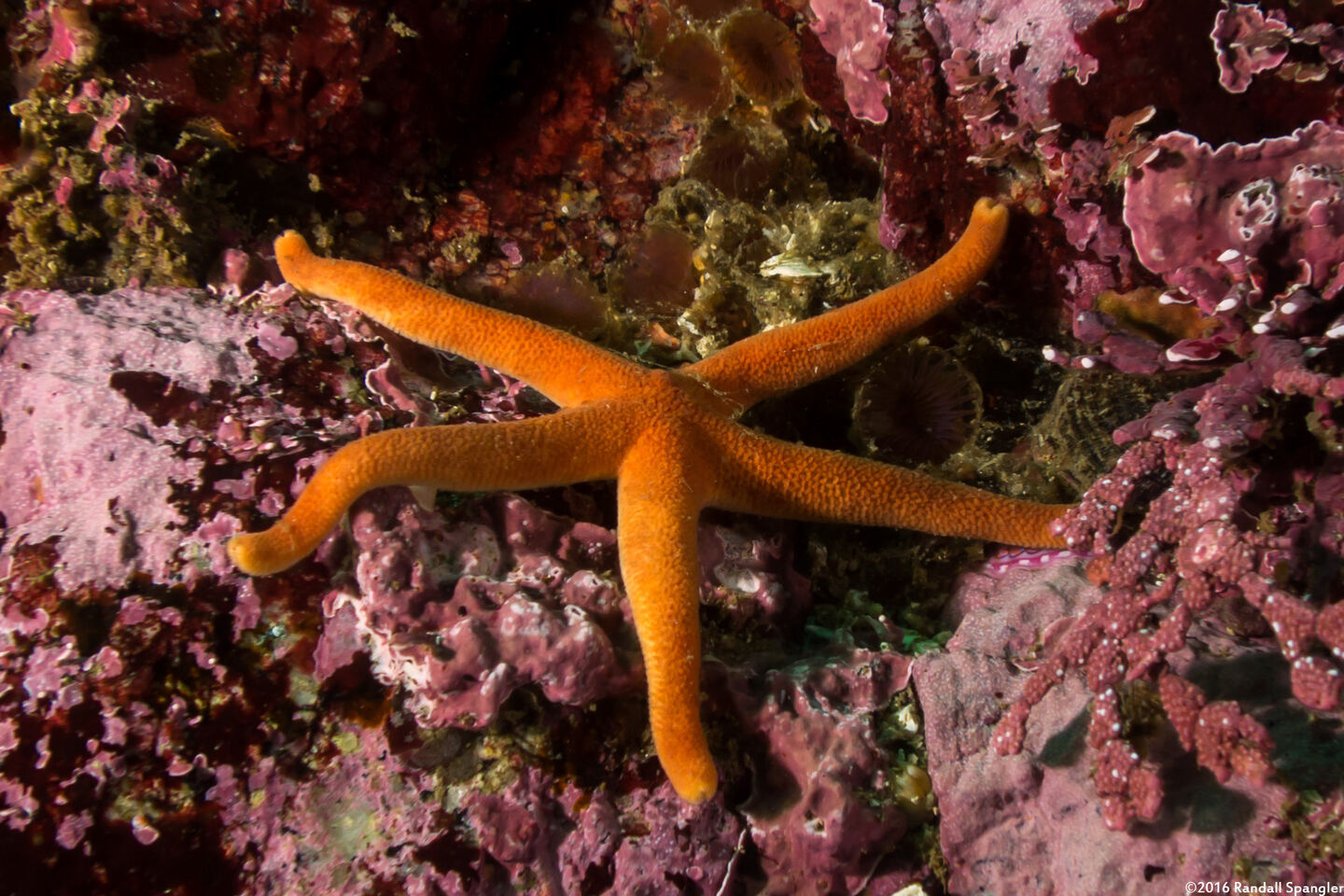 Henricia leviuscula (Blood Star)