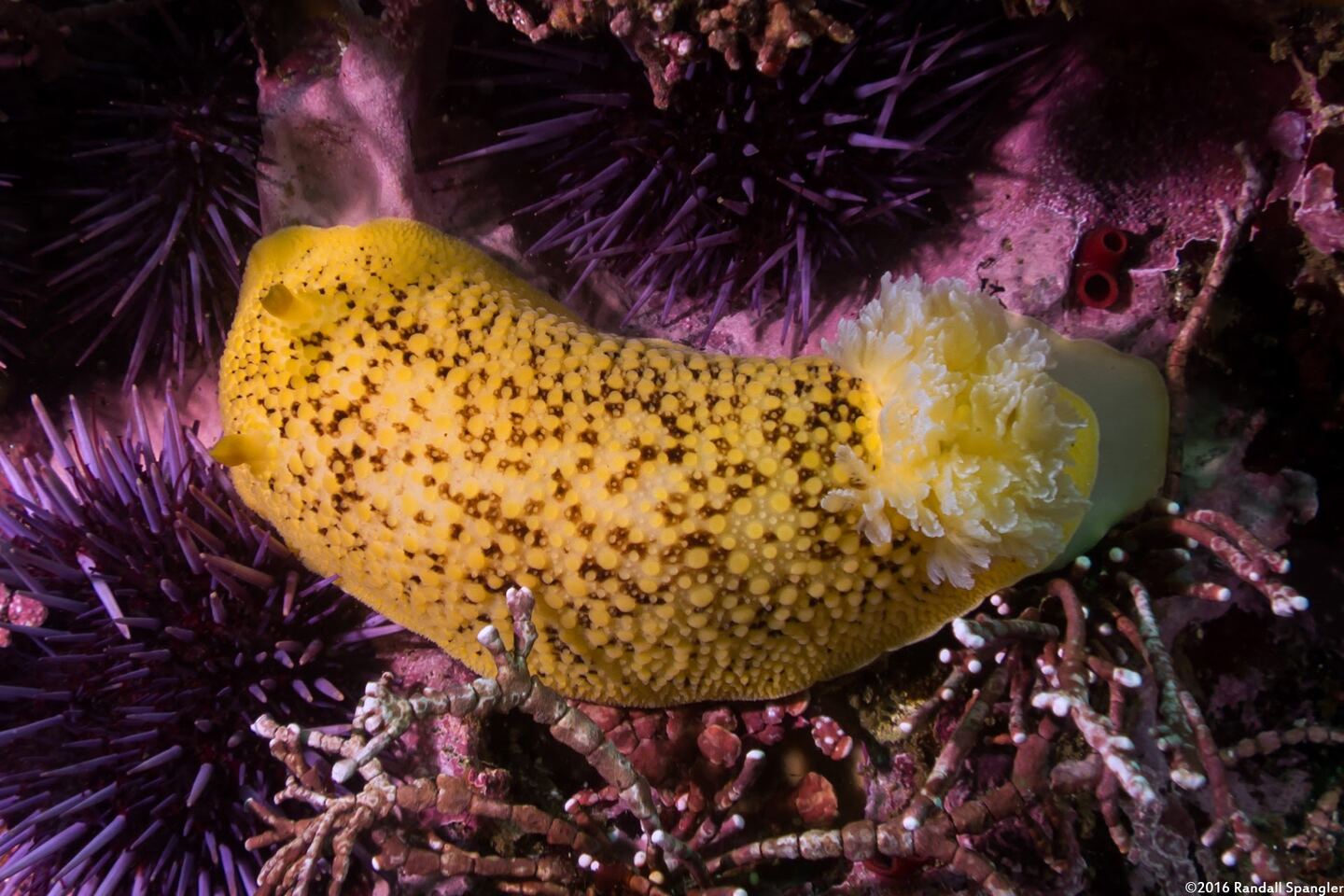 Peltodoris nobilis (Sea Lemon)