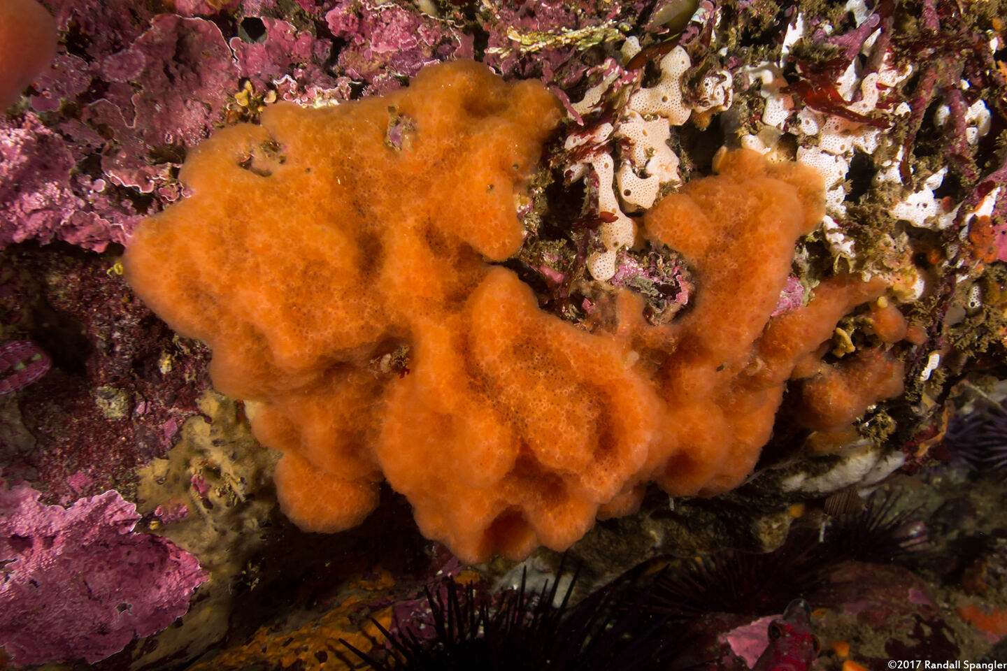 Aplidium californicum (Sea Pork)