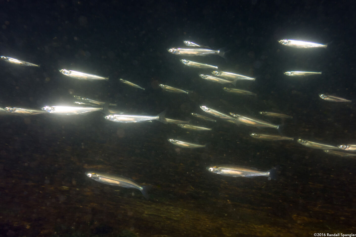Atherinops affinis (Topsmelt)