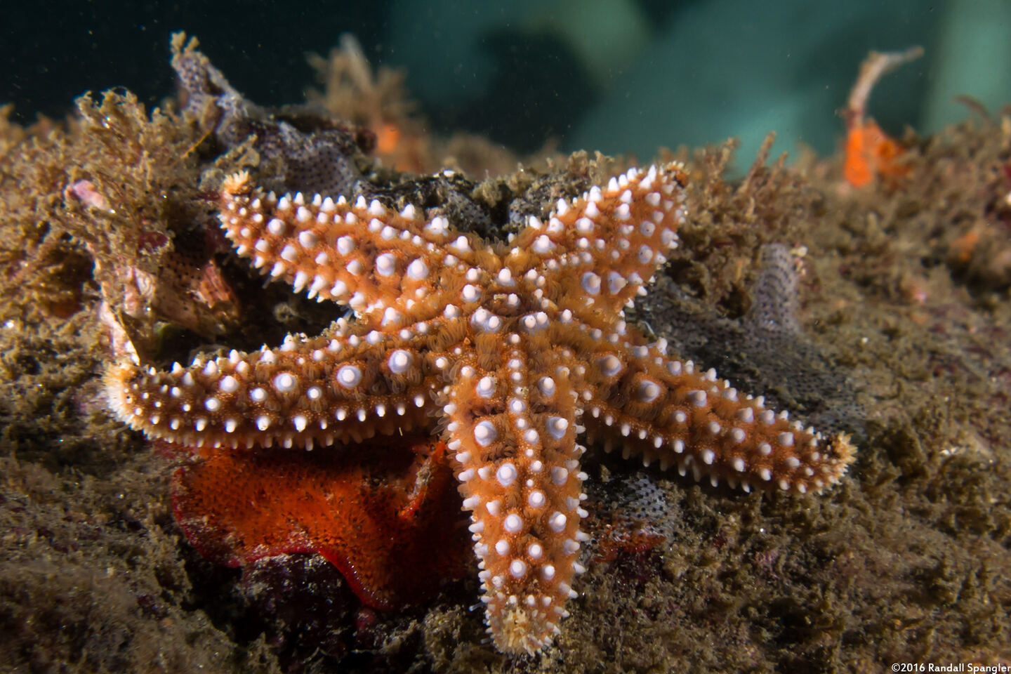 Pisaster giganteus (Giant Spined Star)
