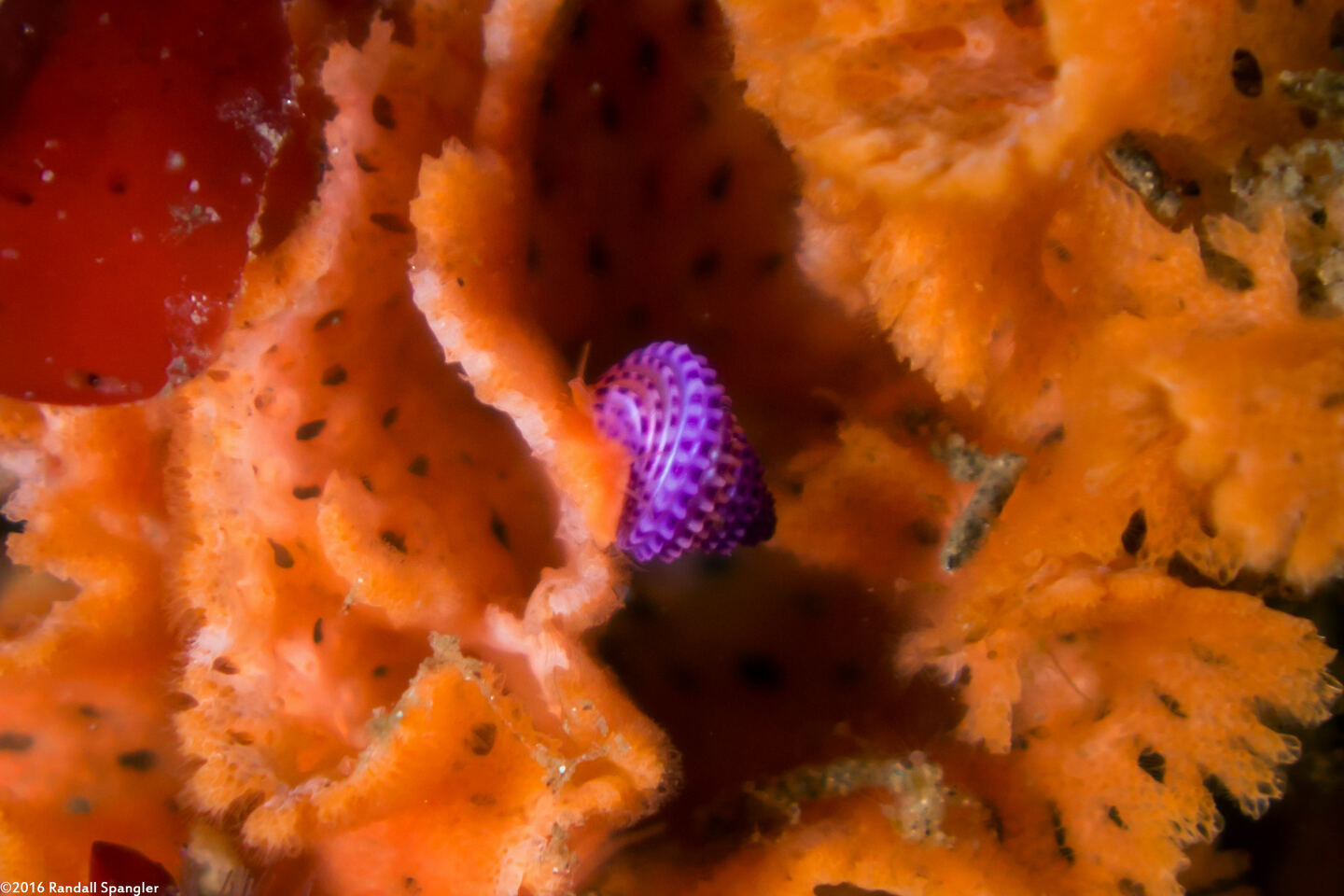Calliostoma annulatum (Blue-Ring Top Snail); Tiny top snail on bryozoan