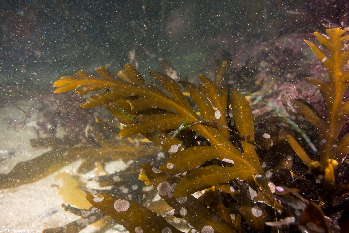 Stephanocystis osmundacea (Chain-Bladder Kelp)