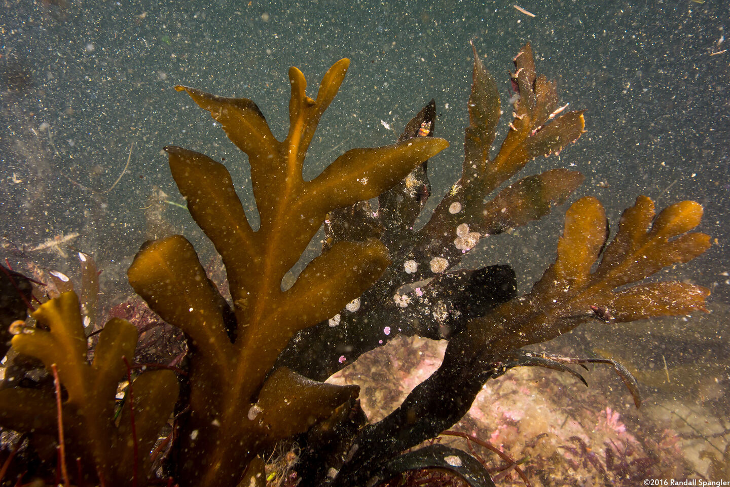 Stephanocystis osmundacea (Chain-Bladder Kelp)