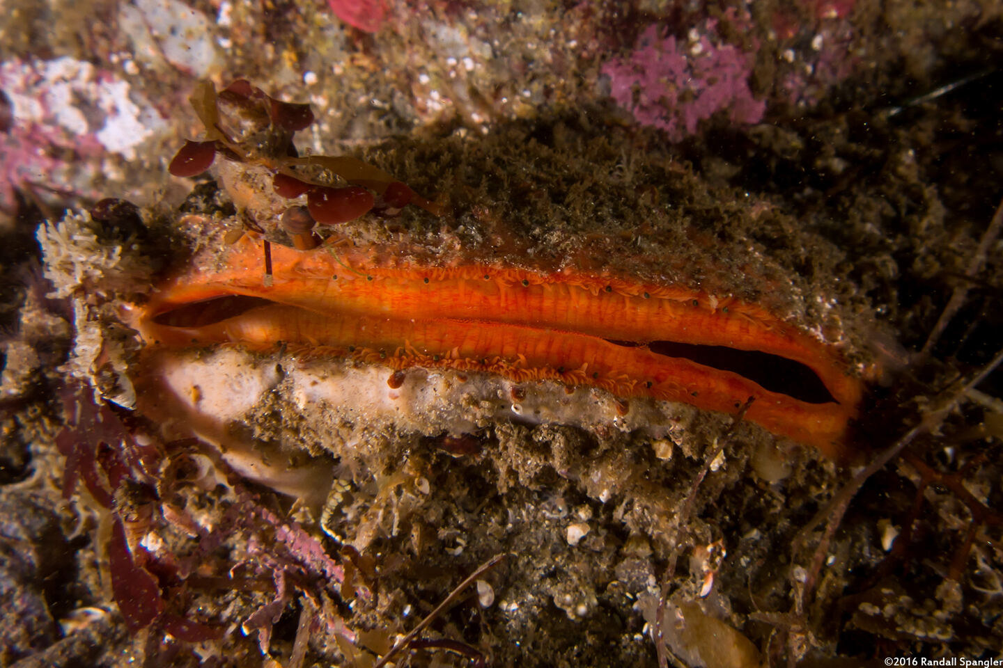 Crassadoma gigantea (Rock Scallop)