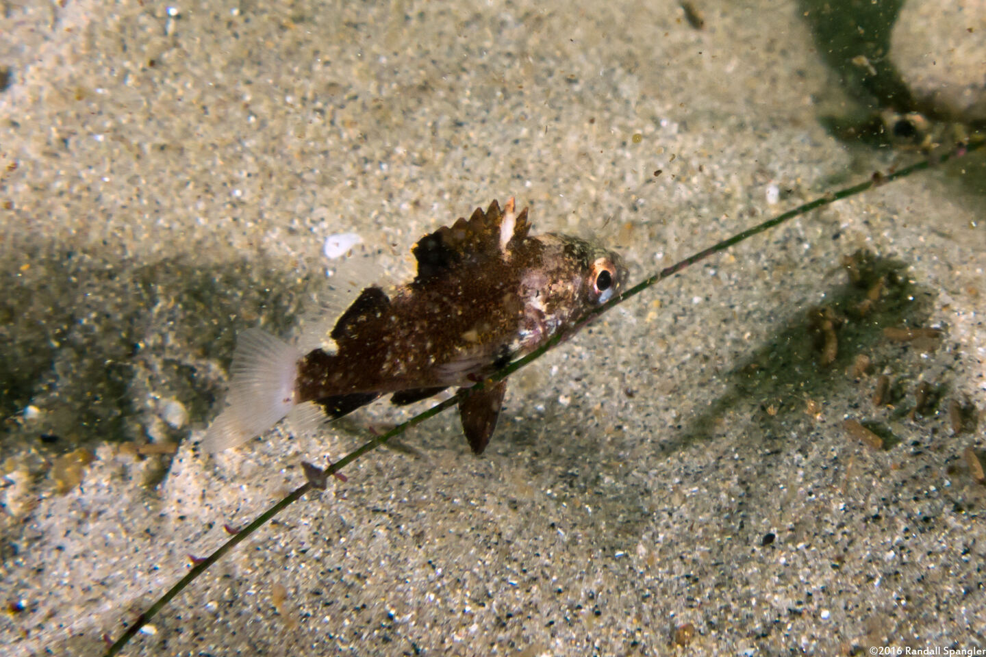Sebastes miniatus (Vermilion Rockfish)