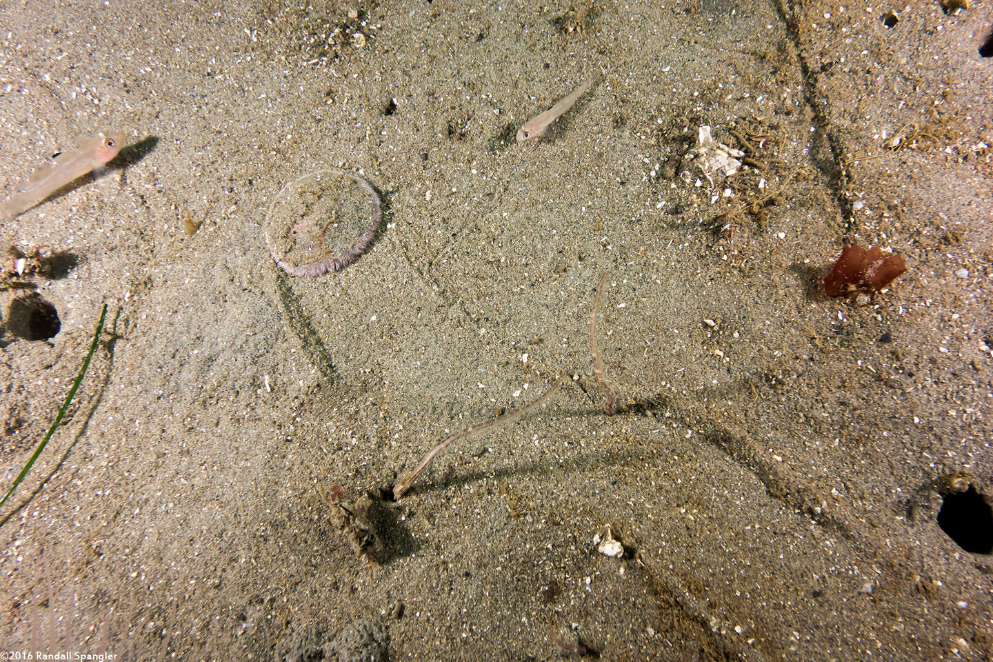 Dendraster excentricus (Sand Dollar); Sand dollar leaving a trail