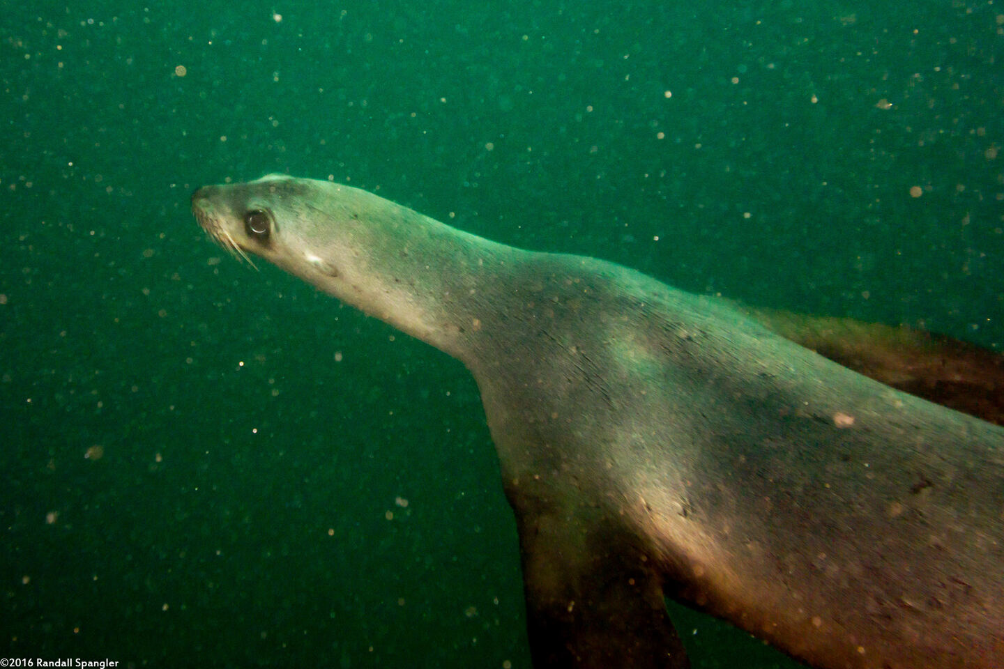 Zalophus californianus (California Sea Lion)
