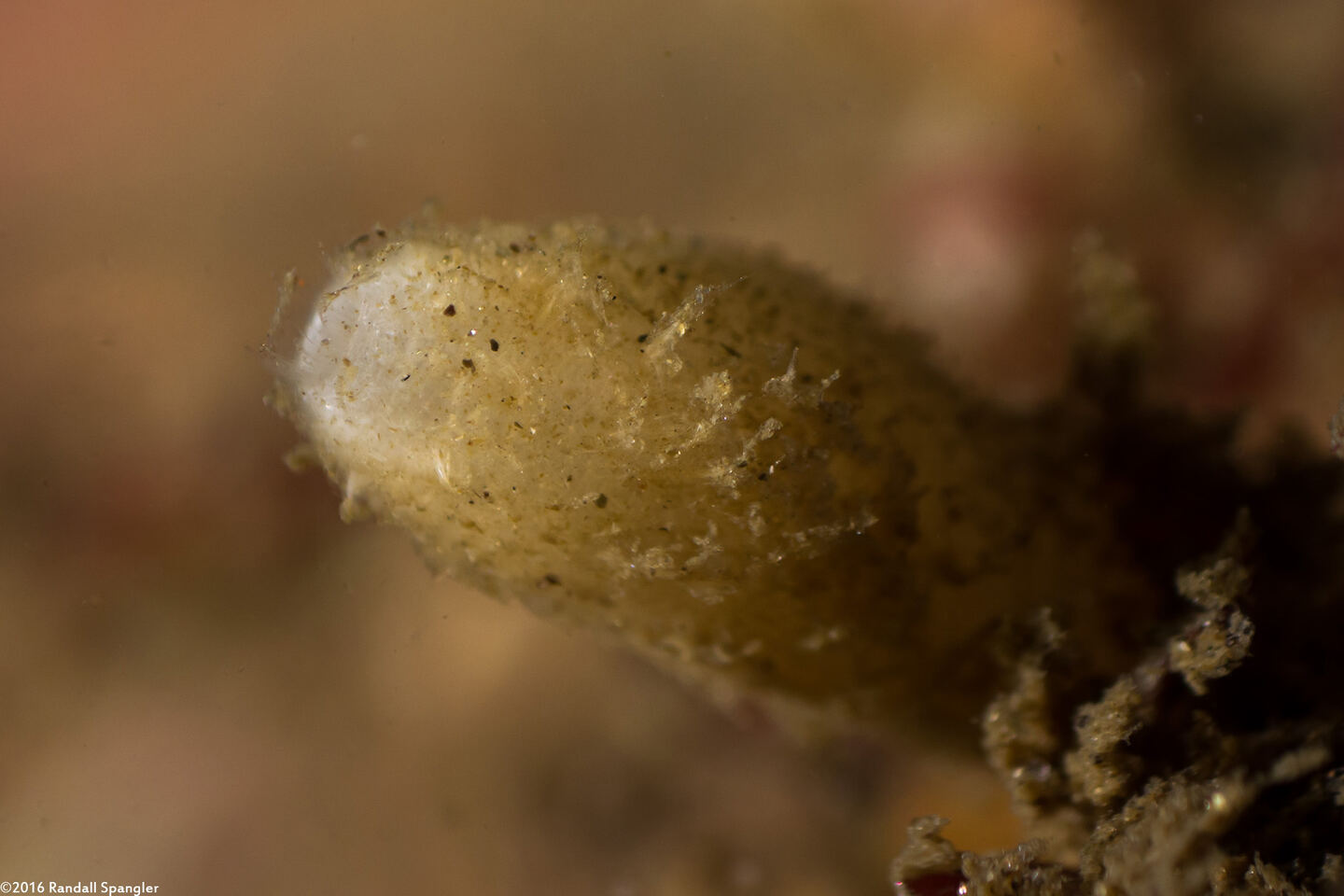 Leucilla nuttingi (Urn Sponge)