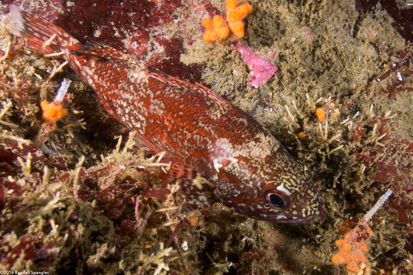 Sebastes miniatus (Vermilion Rockfish)