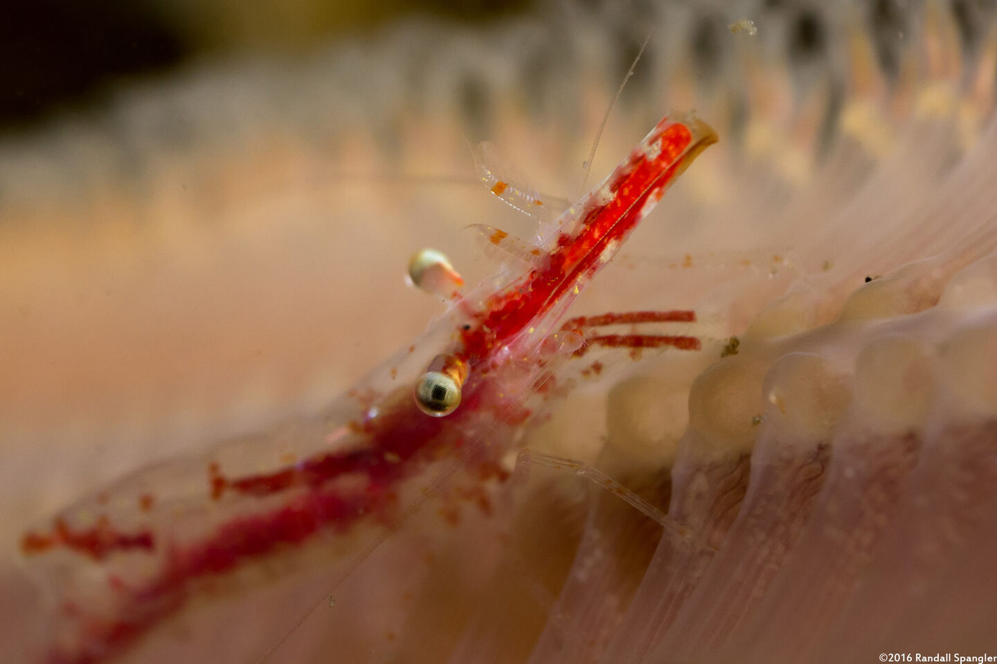 Heptacarpus tenuissimus (Slender Shrimp)