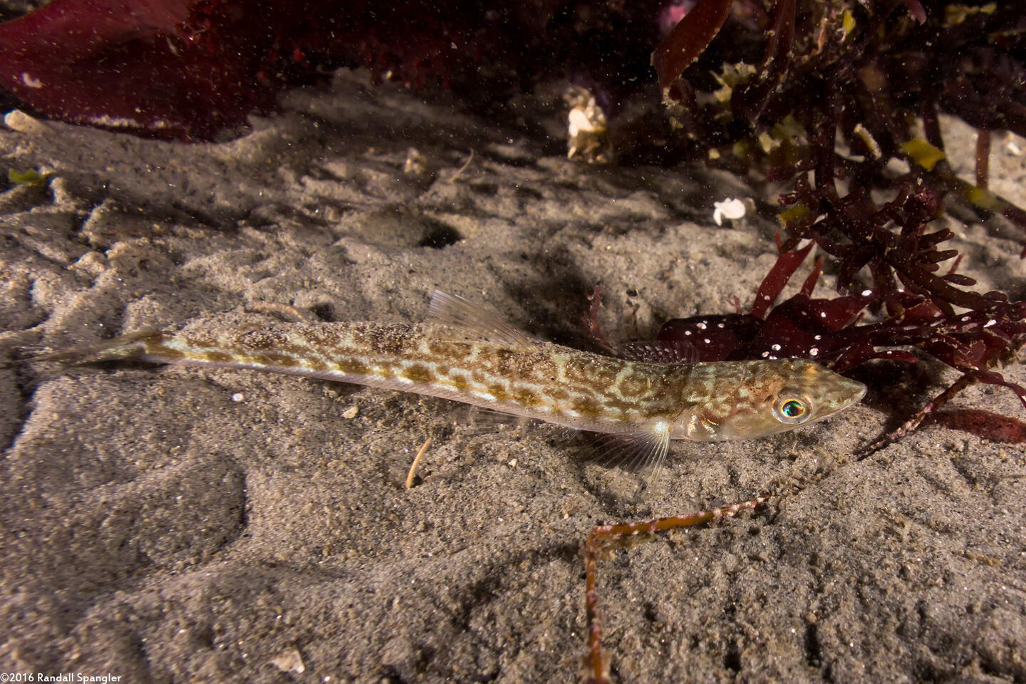 Synodus lucioceps (California Lizardfish)
